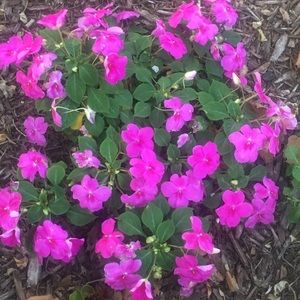 Meet your Posher, Saeeda